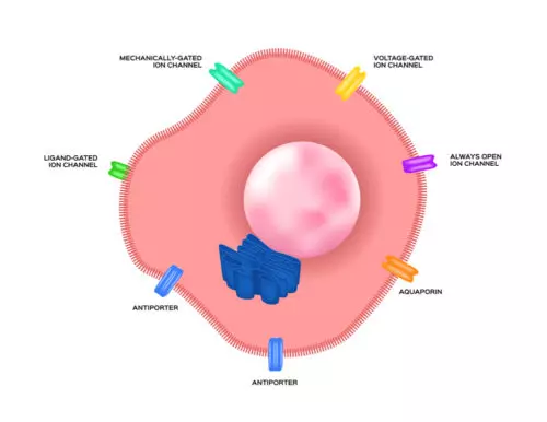 A problem with the “Channels” on the cell is called a “Channelo-Pathy”. The word “pathy” means disorder. If there is a problem with one of these channels (Channelo-pathy), the cell can become excitable. Most commonly, the problem is with the channel for Sodium. For example, if there is a problem with the channel that regulates Sodium, too much Sodium can enter the cell, and the cell can start throwing small surges of electricity. A lot of cells throwing minute surges may cause a HUGE SURGE of electricity in the Brain – a Seizure. We are discovering that many of our patients have Epilepsy due to a Channelopathy. We are discovering new channelopathies every year. Have a look at the short list below – this is just to illustrate the concept and not for memorization. If you’re interested, you can see a more comprehensive list by clicking here (Spillane et al.).